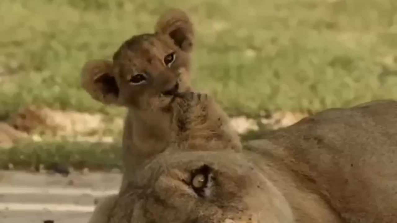 Funny animal video