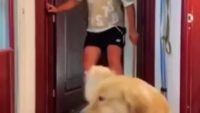 Funny Dogs video