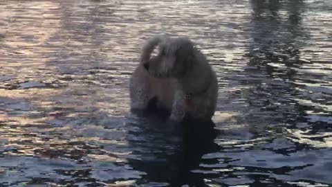 Sawyer searching for seaweed ball