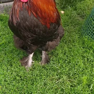 Have a nice day friends 💚🍄🤍 My chicken and ducks 🦆🐔