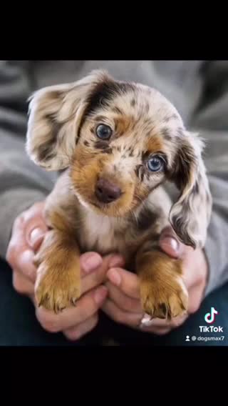 Cute dogs you have dog funny