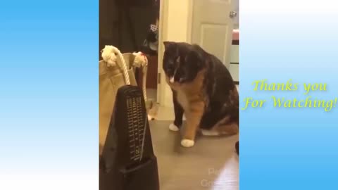 Funny cat