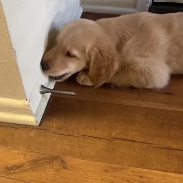Puppy challenges doorstop nemesis
