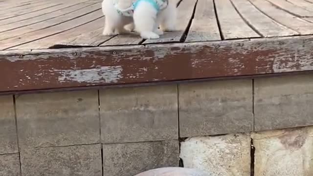 Cute puppies chasing
