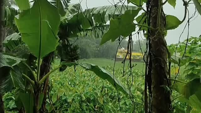 Forest video relaxing