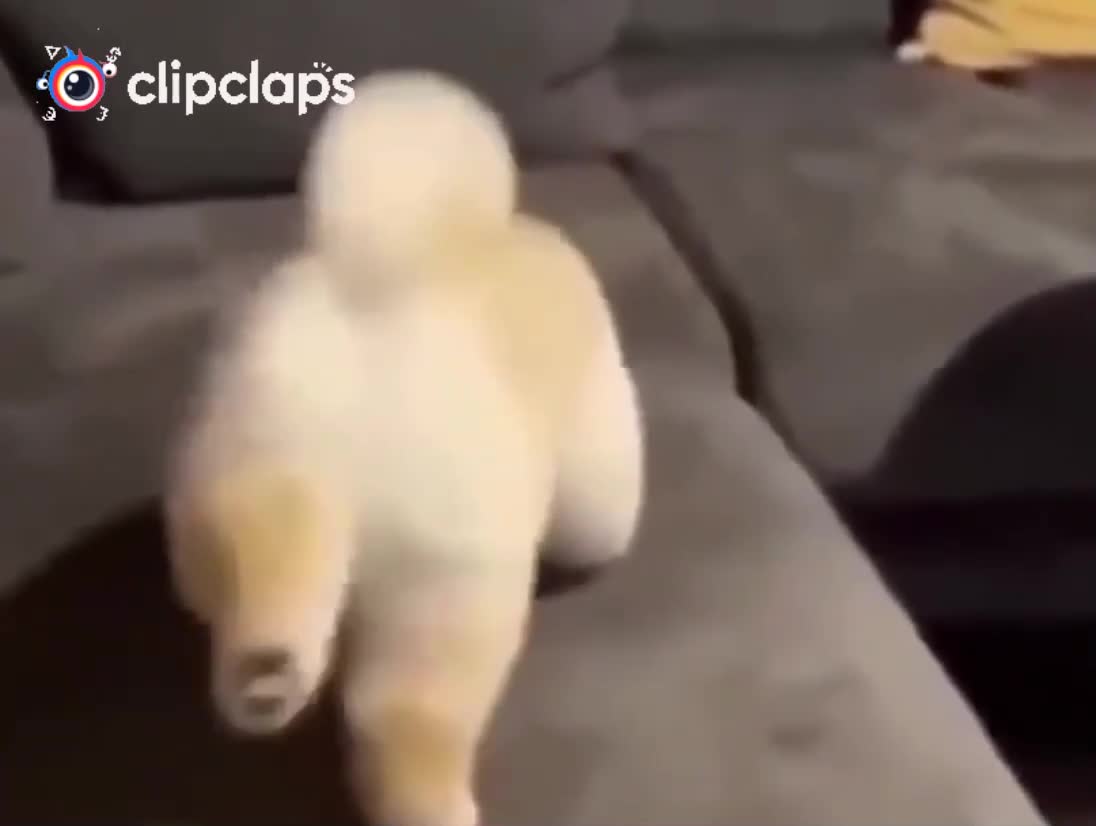 A dog with gracful dance steps
