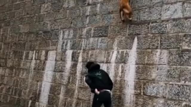Dogs The Fly -Malinois Alsatian Dogs Show Their Jumping Agility 🐶🐶🐶🐶