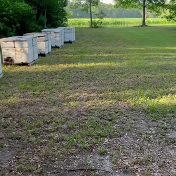 Quiet!!! Bees returning home below from a long day of work. They need some rest!!!