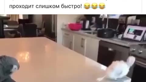 Прикол с попугаем