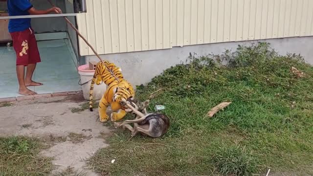 Fake Tiger, Dog So Funny Pranks Try To Stop Laugh