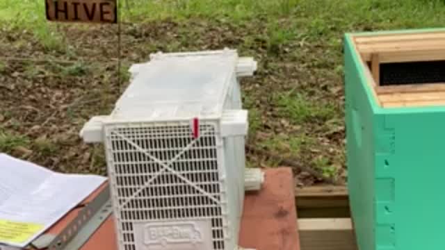 Installing a Bee Package in a Hive