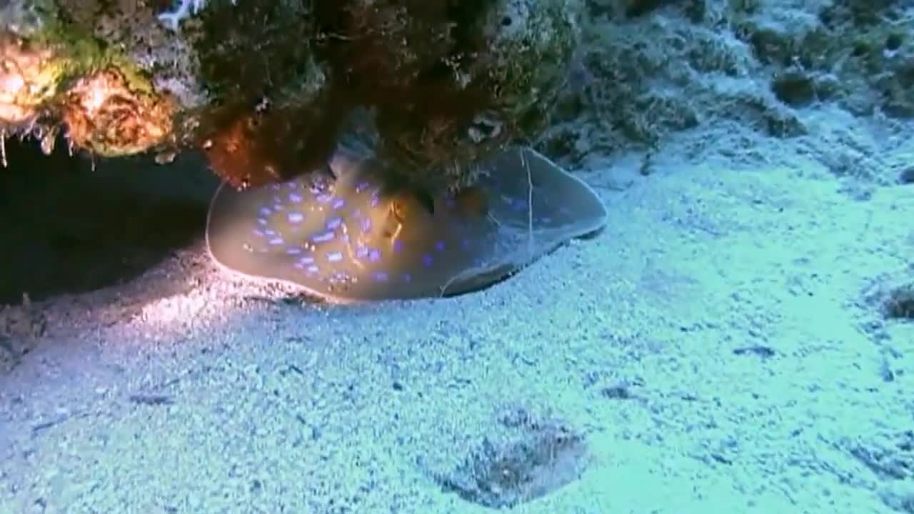 Blue Spotted Ray (Taeniura lymma) is hiding in the reef