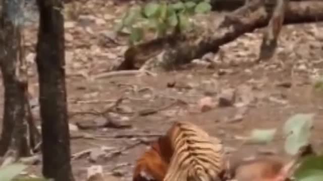 Elk hunted by ferocious tiger