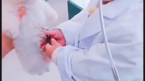 Baby Dogs 🐶 Cute and Funny Dog