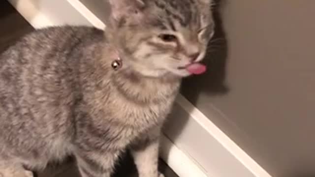 Funny cat sneezing video