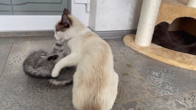 Funny Cat Attacked by Cute Kitten