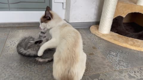 Funny Cat Attacked by Cute Kitten