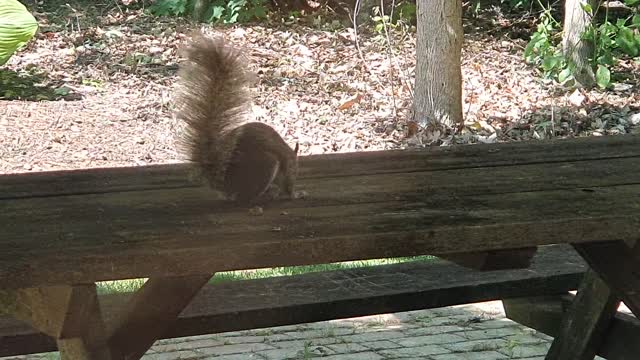 Squirrel and Blue Jay want to eat the same walnuts