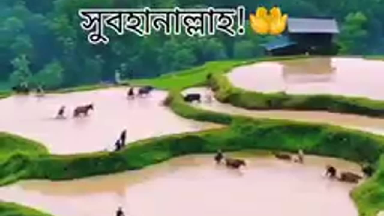 Sura#Rahman#