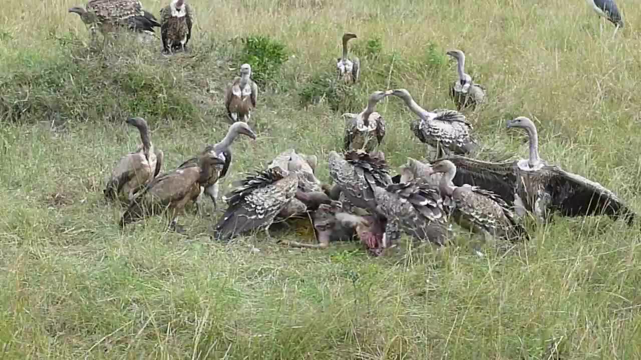 Vulture feeding frenzy