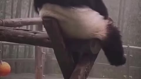 Relaxing panda with beautiful song