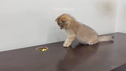 New Funny Animals 🤣 Funniest Cats and Dogs 2023