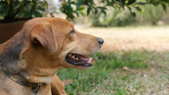 Close Up Head Shot Of Dog