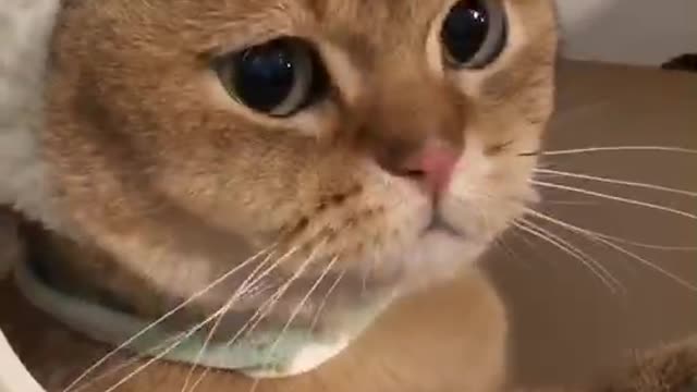 A cute cat must be cute.