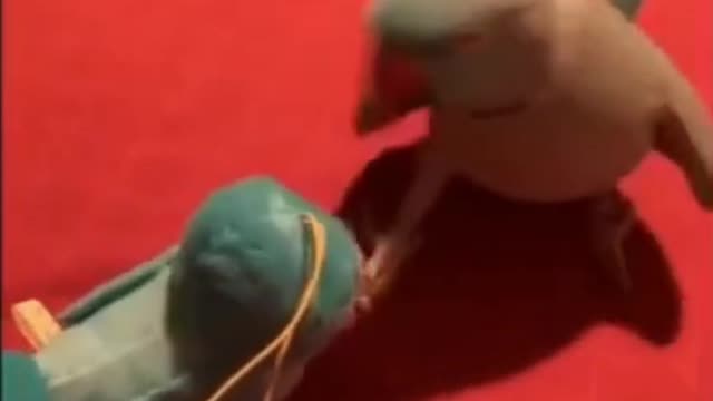 A parrot eats apples and another kisses a doll