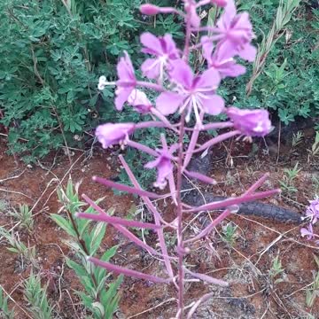 The CCP is also involved with ecological terrorism against the USA