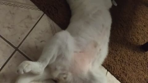 White cat sleeping lays on back and yawns