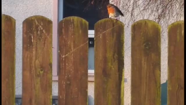 Little robin