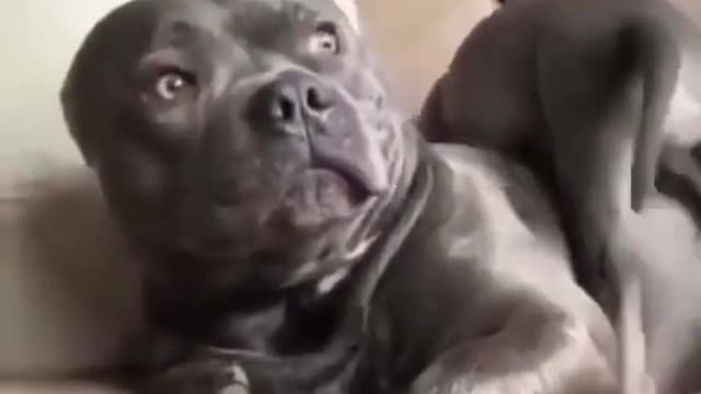 Celo Pets - Animais Engraçados