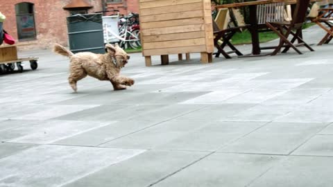 cute dog running and playing.