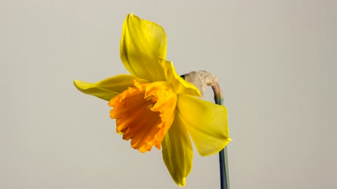 sur min altabieat lahdat taftah alwurud tabieh