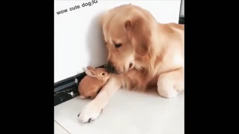 Dog and Bunny