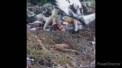 Eagle feeding her babies