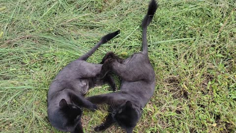 HAVING A "HAY DAY": TWO BLACK CATS in a HAY FIELD