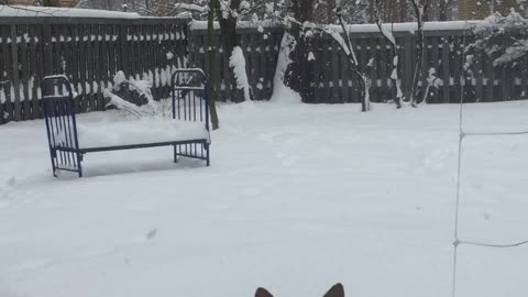 dogs in the snow garden