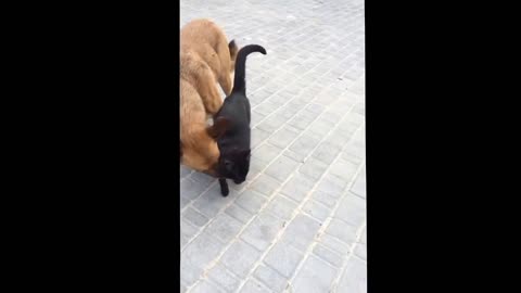 Crazy dog ​​love for a cat