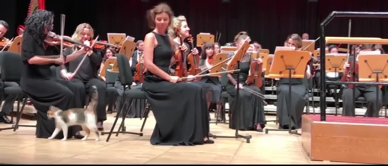 In Istanbul, a cat took to the stage during an orchestra performance