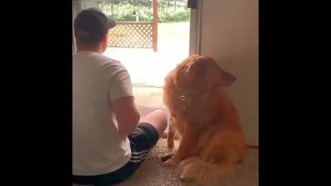 Try Not to Laugh - Puppies Edition #24