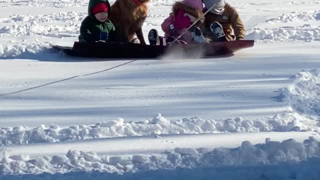 Dog Joins Family for Sledding Fun