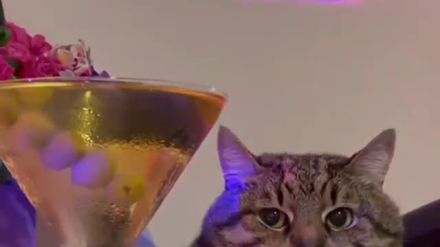 Party cat