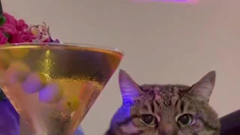 Party cat