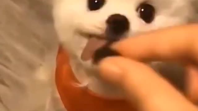 CUTE BABY DOG