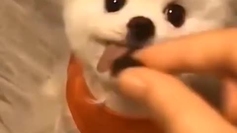 CUTE BABY DOG