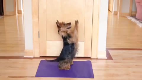 Incredible Dog Does Yoga Routine