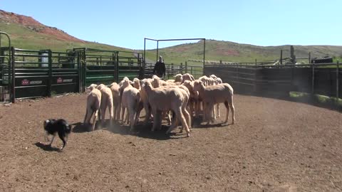 Jess in corral 00241 50 seconds