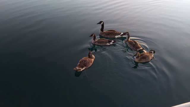 Visitors at anchorage